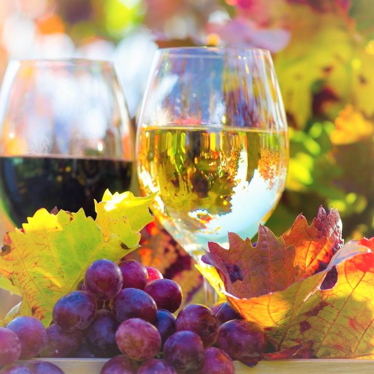 Genuss in der Pfalz: Weinprobe im Herbst :)